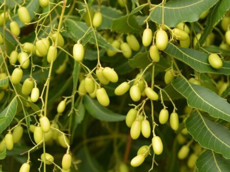 Azadirachta indica