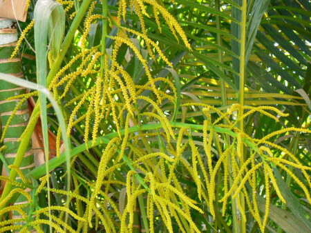 Dypsis lutescens Madagascar