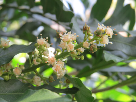 Filicium decipiens