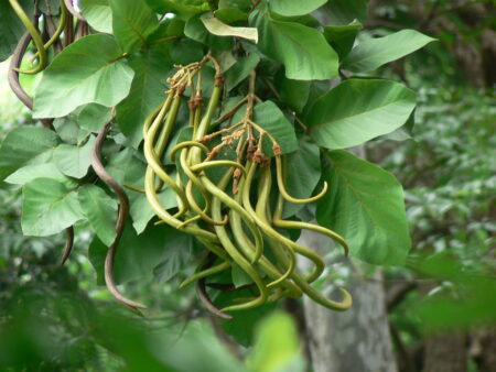 Haplophragma adenophyllum