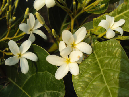 Holarrhena antidysenterica