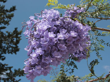Jacaranda mimosifolia