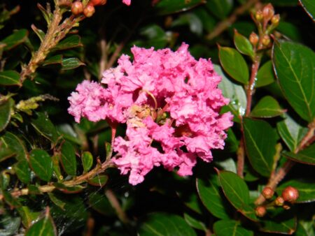 Lagerstroemia indica