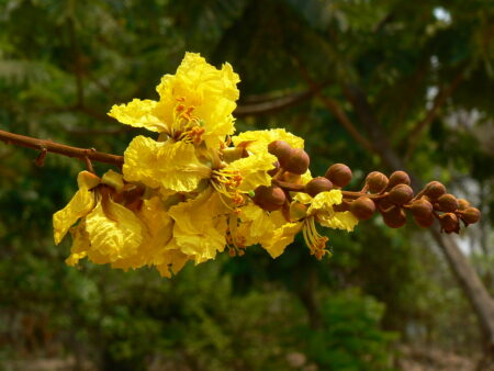 Peltophorum pterocarpum