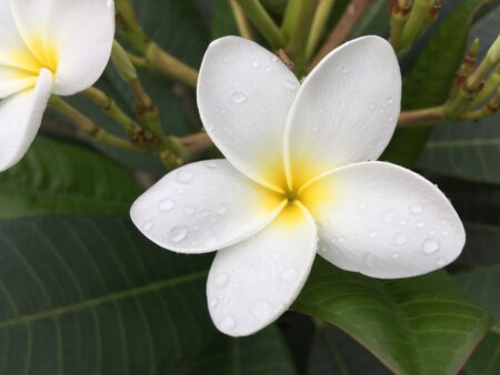 Plumeria rubra