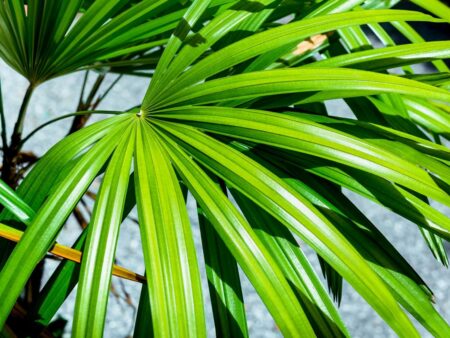 Rhapis excelsa