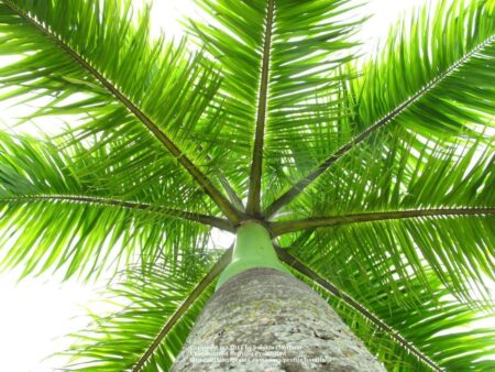 Roystonea regia