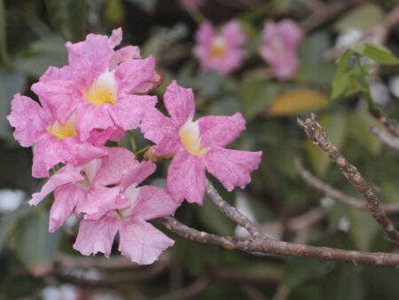 Tabebuia rosea