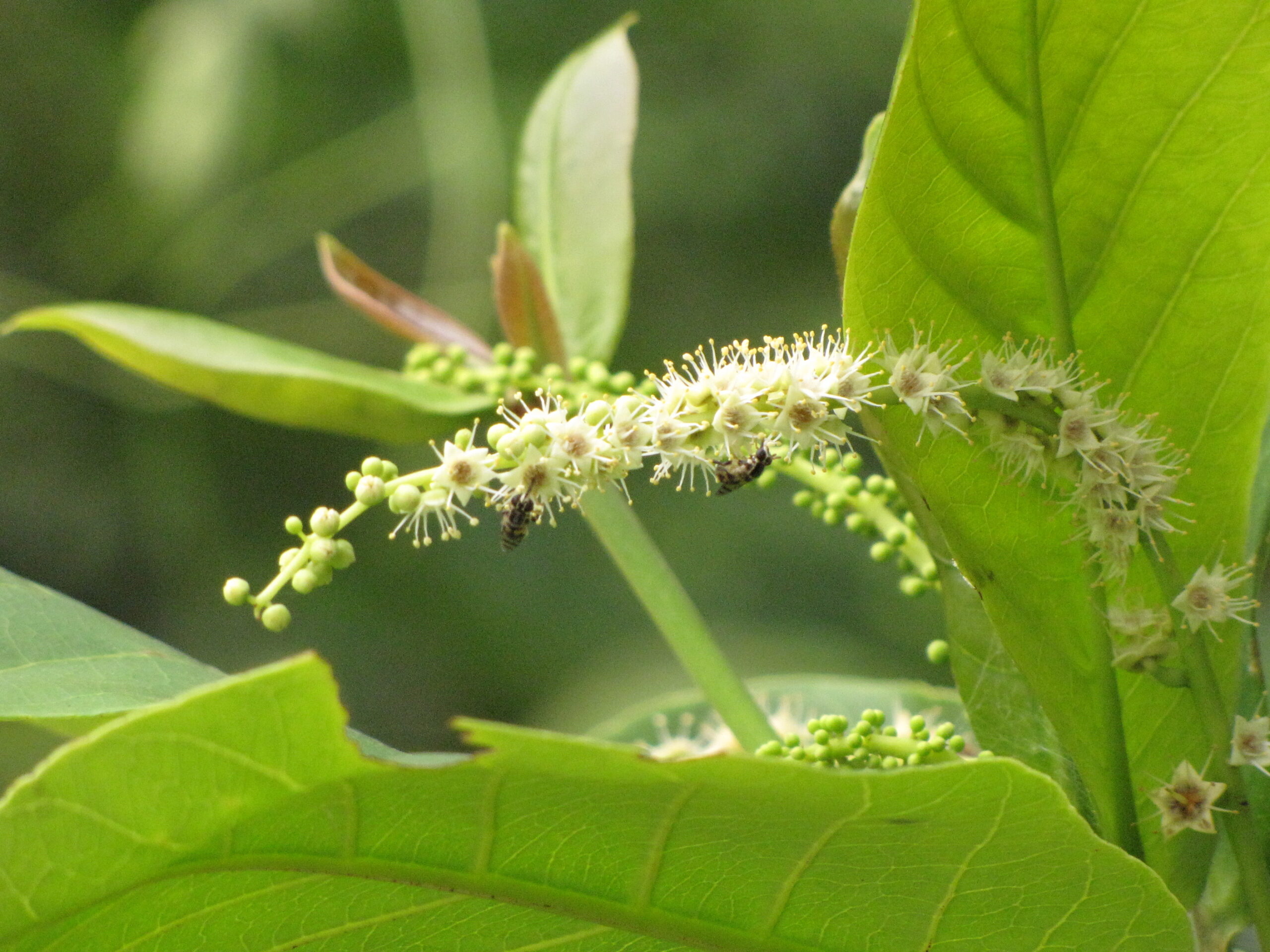 Terminalia catappa