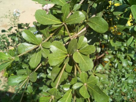 Terminalia mantaly