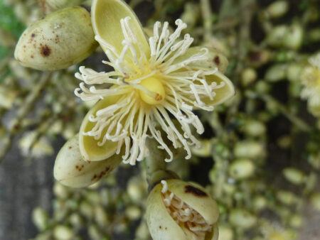 Wodyetia bifurcata