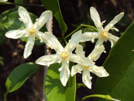 Wrightia tinctoria