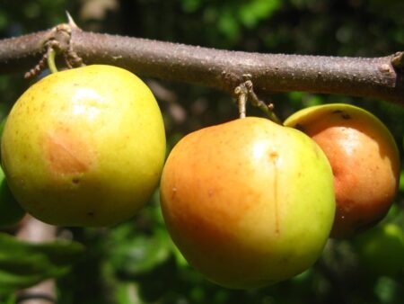 Zizyphus mauritiana