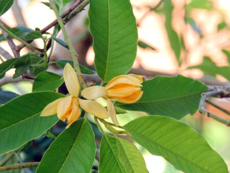 Michelia champaca